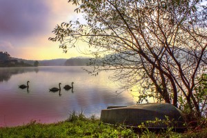Swans
